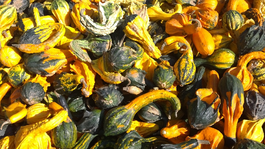 Kürbisse